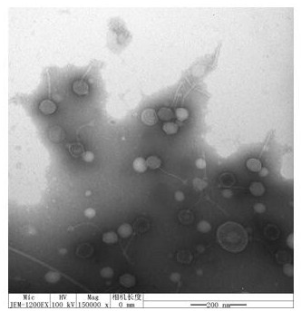  研发创新——噬菌体的微胶囊工艺研发