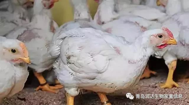 肉鸡是激素催生的？还有多翅膀多条腿的变异鸡？真相在这里