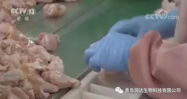 肉鸡是激素催生的？还有多翅膀多条腿的变异鸡？真相在这里