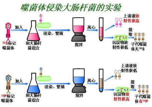 噬菌体侵染大肠杆菌实验过程