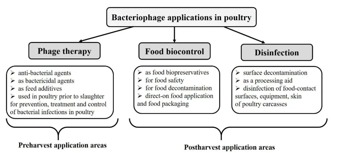 噬菌体在家禽养殖业中的应用实例