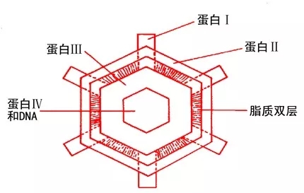 球形噬菌体