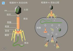 噬菌体为何能瓦解细菌？