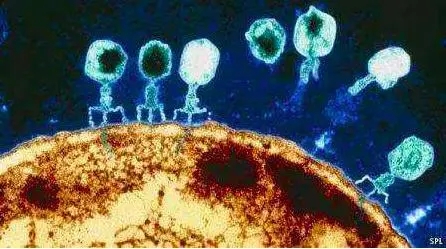 利用噬菌体对抗生物膜