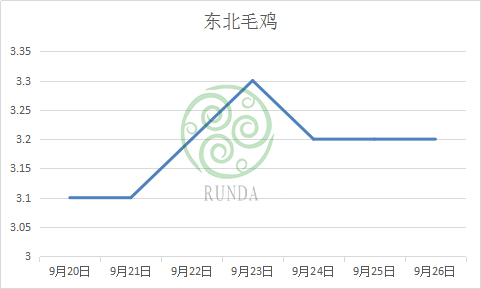 东北毛鸡行情