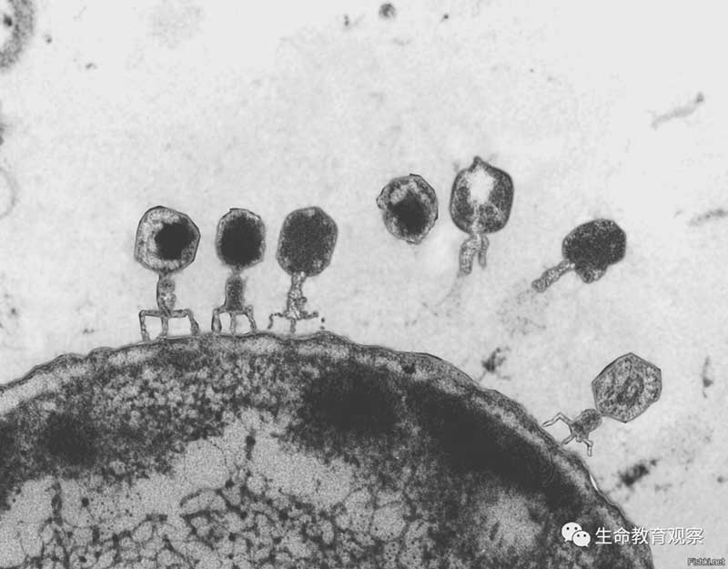 噬菌体是一个缩影：小病毒对大科学的贡献