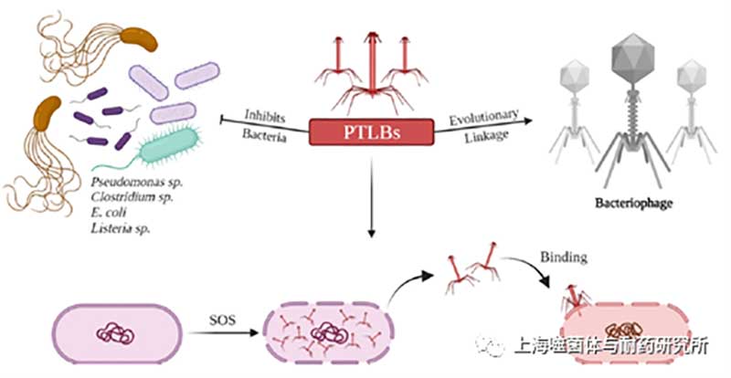 什么是噬菌体尾部样细菌素（PTLBs）
