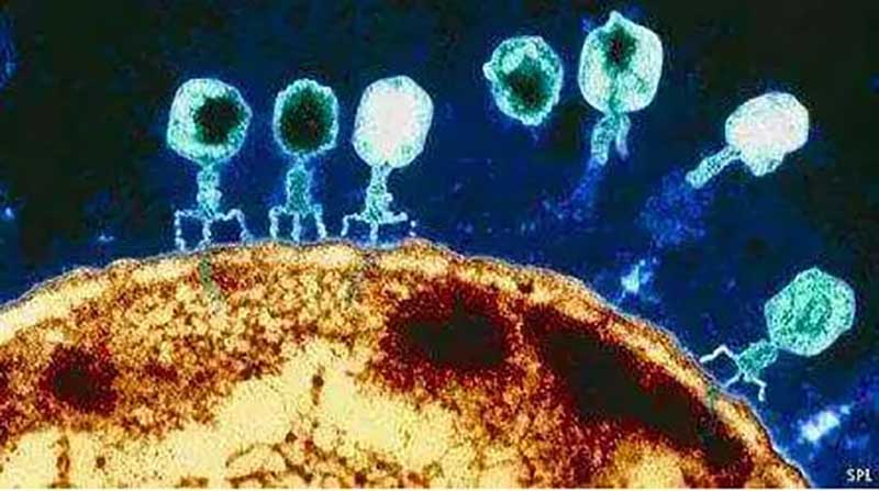 超级细菌克星——噬菌体