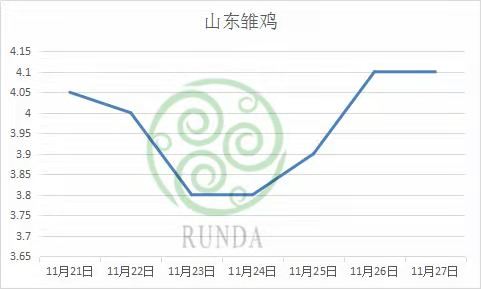 山东雏鸡行情