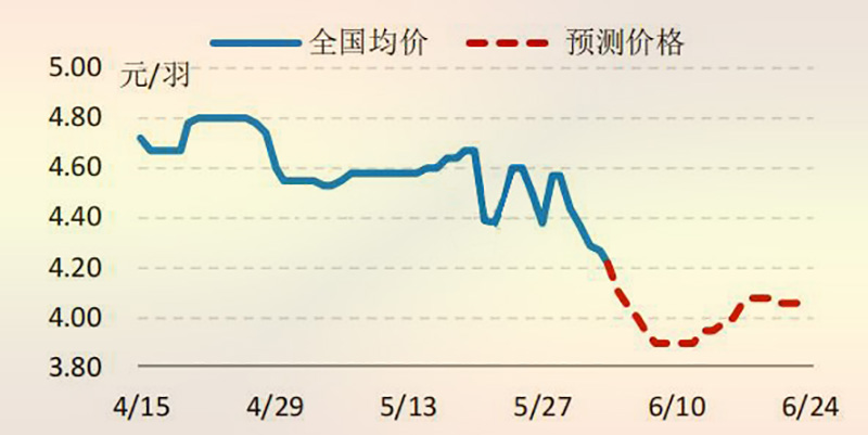 6月份国内白羽肉鸡鸡苗价格走势预测图