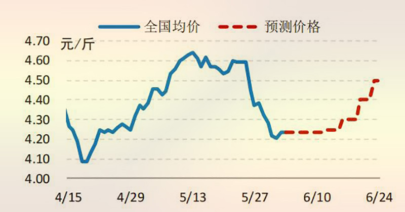 2021 年国内 817 小白鸡价格走势预测图