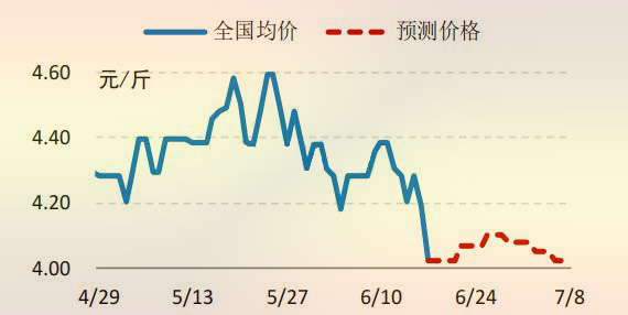 国内白羽肉鸡收购价格走势预测图