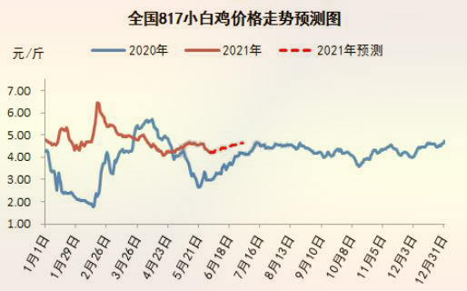 国内 817 小白鸡价格走势预测图