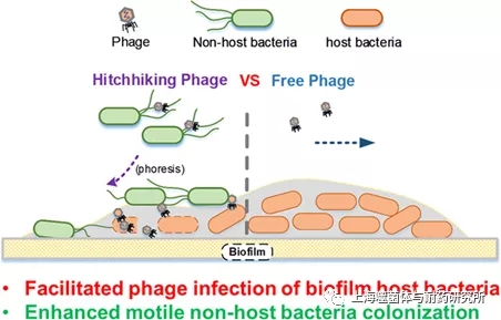 图2 噬菌体的搭便车行为促进噬菌体感染和增强载体细菌定植