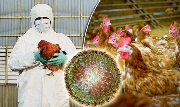 高致病性禽流感的防控