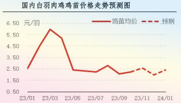 10月肉鸡市场行情分析及11月行情预测