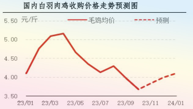 10月肉鸡市场行情分析及11月行情预测