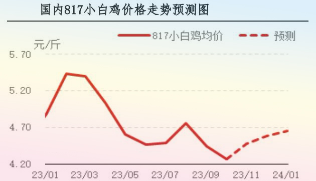 10月肉鸡市场行情分析及11月行情预测