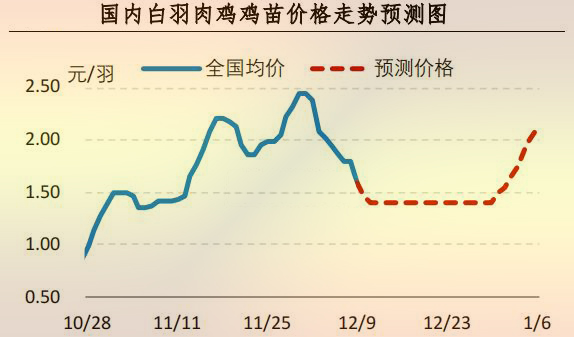 白羽肉鸡鸡苗