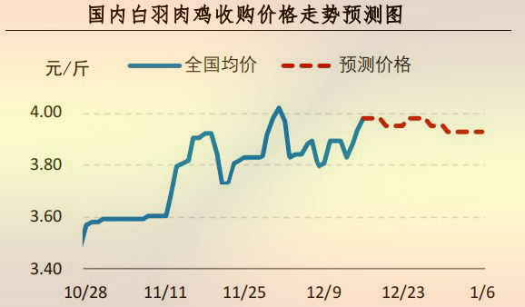 白羽肉鸡