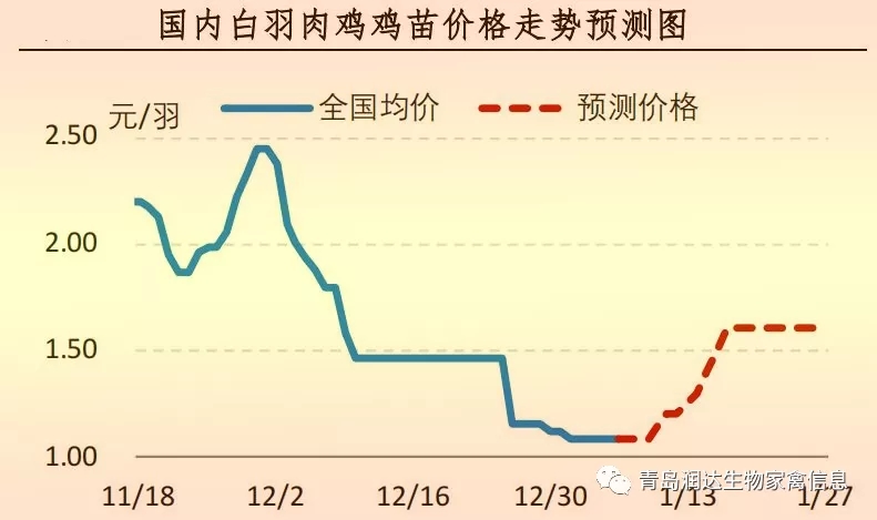 白羽肉鸡鸡苗