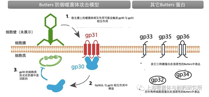 原噬菌体Butters编码蛋白防御其他噬菌体攻击的模式假设图 