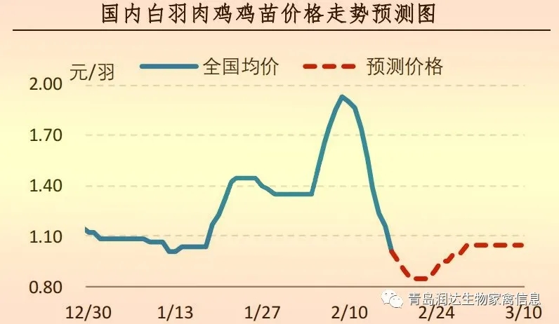 白羽肉鸡鸡苗