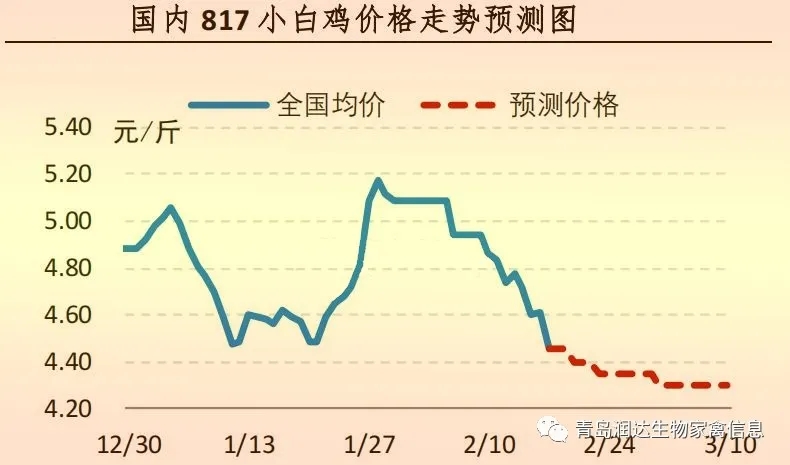 817小白鸡