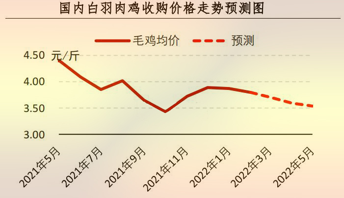 白羽肉鸡