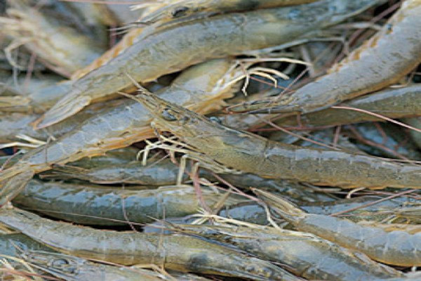 如何有效治疗对虾养殖中的细菌性疾病？