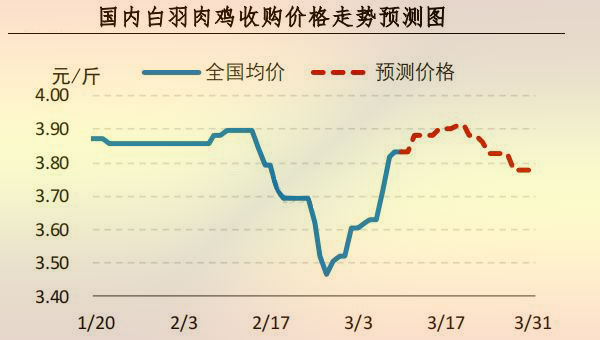 白羽肉鸡