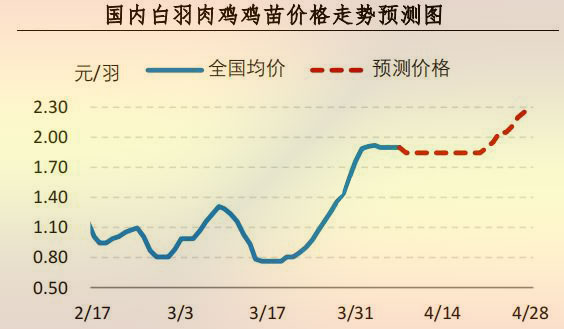 白羽肉鸡鸡苗