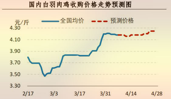 白羽肉鸡