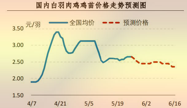 白羽肉鸡鸡苗