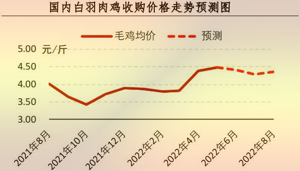 白羽肉鸡