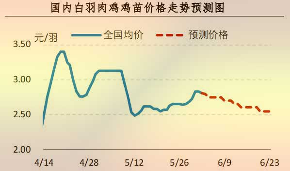 白羽肉鸡鸡苗