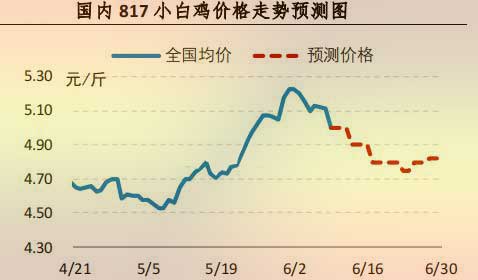 817小白鸡