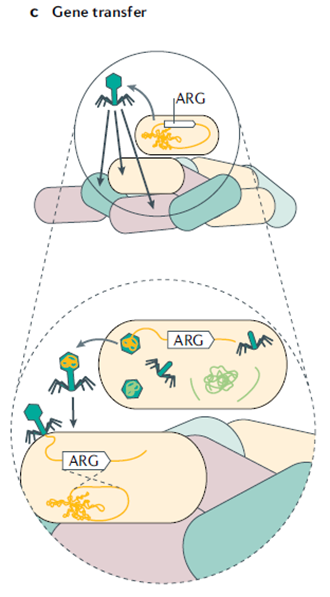 图c  噬菌体可通过转导介导水平基因转移