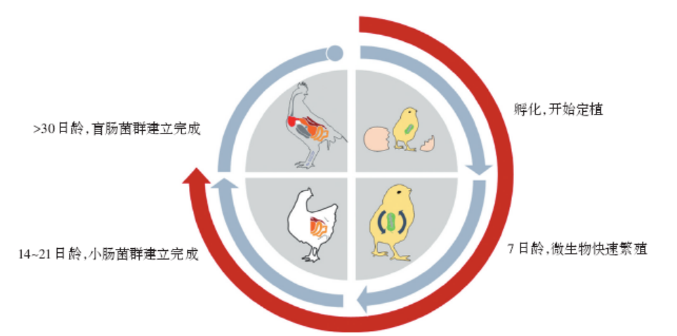  养殖科普：商品肉鸡产气荚膜梭菌的危害与防治措施