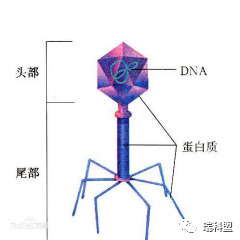 图1 噬菌体的结构