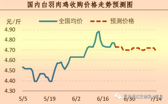 白羽肉鸡