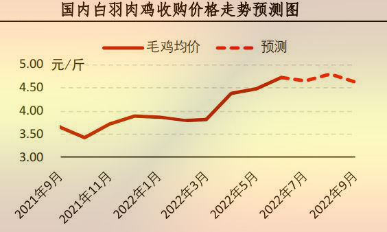 白羽肉鸡