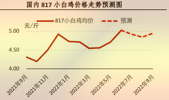 817小白鸡