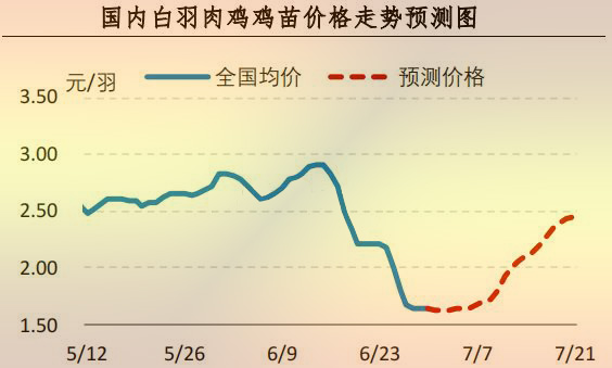 白羽肉鸡鸡苗