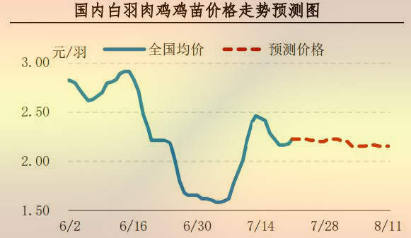 白羽肉鸡鸡苗