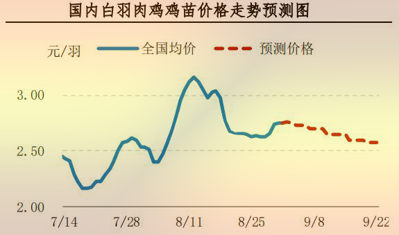 白羽肉鸡鸡苗