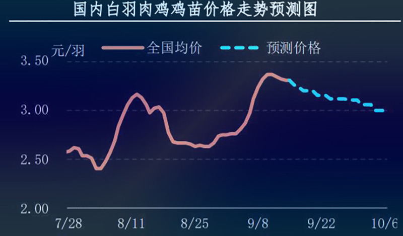 白羽肉鸡鸡苗