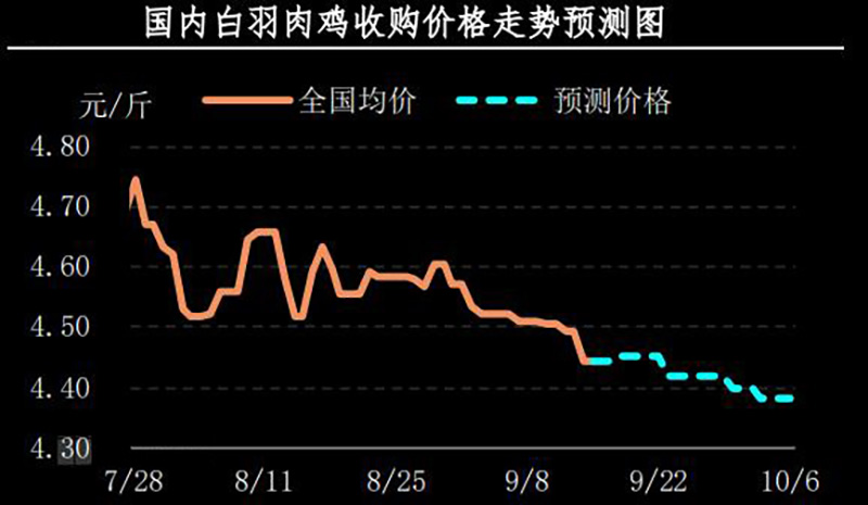  白羽肉鸡