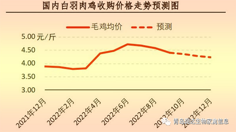 白羽肉鸡