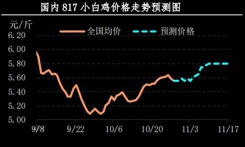 817小白鸡